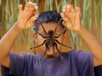 Паук-голиаф: описание, особенности строения, чем кормить в домашних условиях