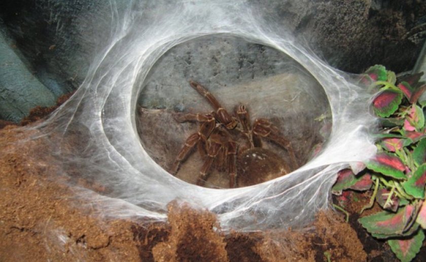 Паук-голиаф