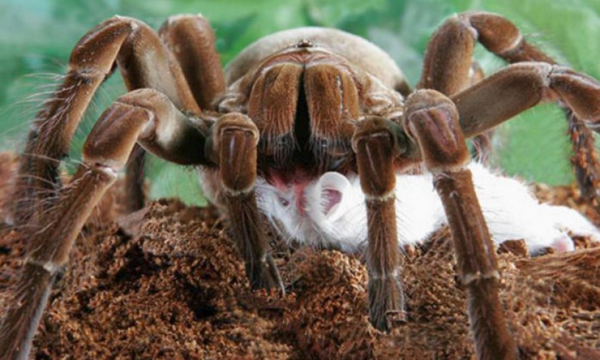 Паук голиаф кушает Паук голиаф кушает