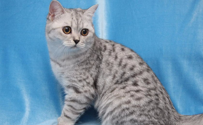 Британская кошка