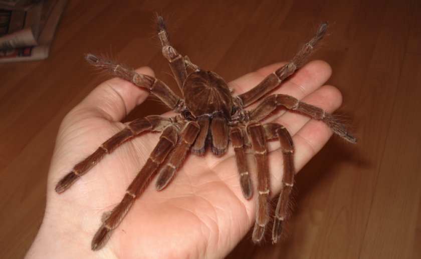 Паук-голиаф