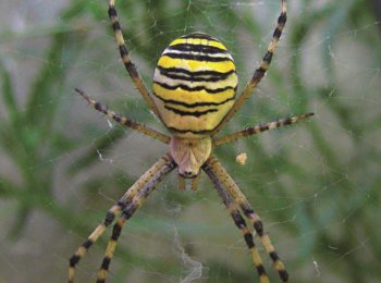 Какой паук похожий на осу