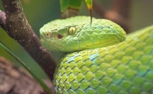 Зелёная мамба