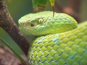 Зелёная мамба: как выглядит, где встречается, как ухаживать в домашних условиях