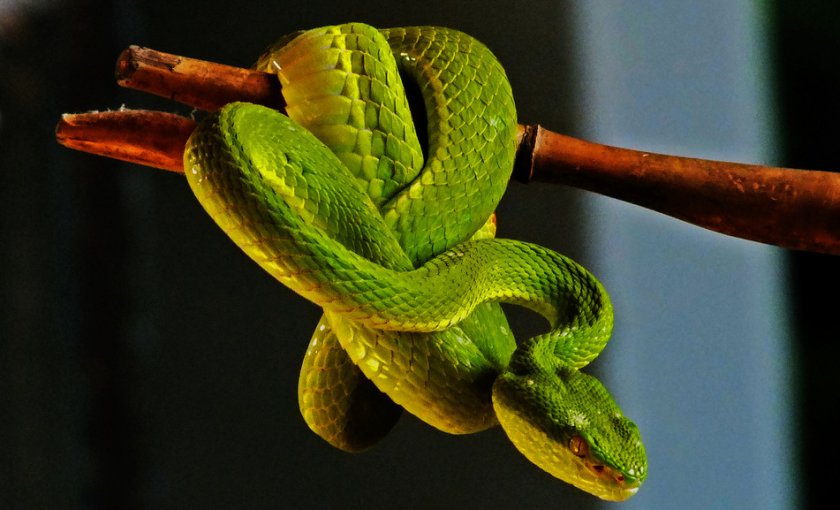 Зелёная мамба