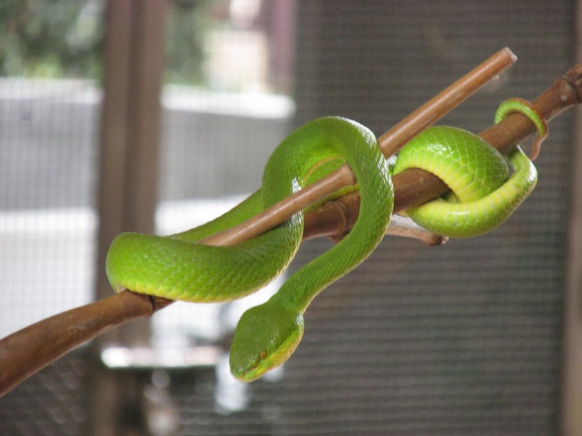 Зелёная мамба