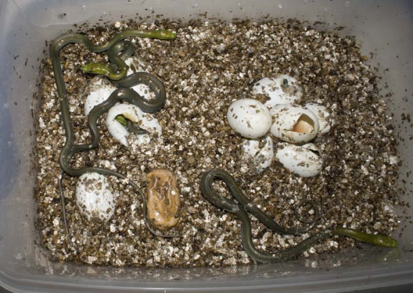 Детеныши зеленой мамбы