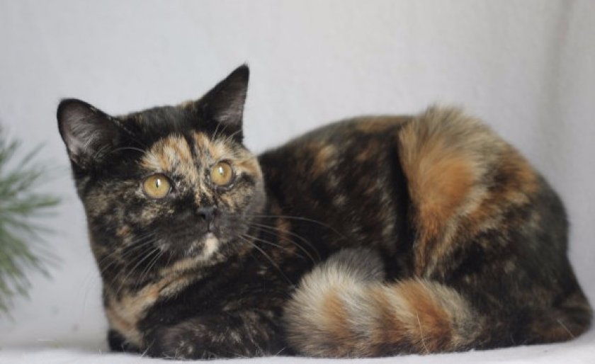 Британская черепаховая