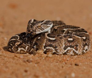 Шумящая гадюка