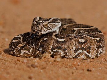 Где водится и чем опасна шумящая гадюка