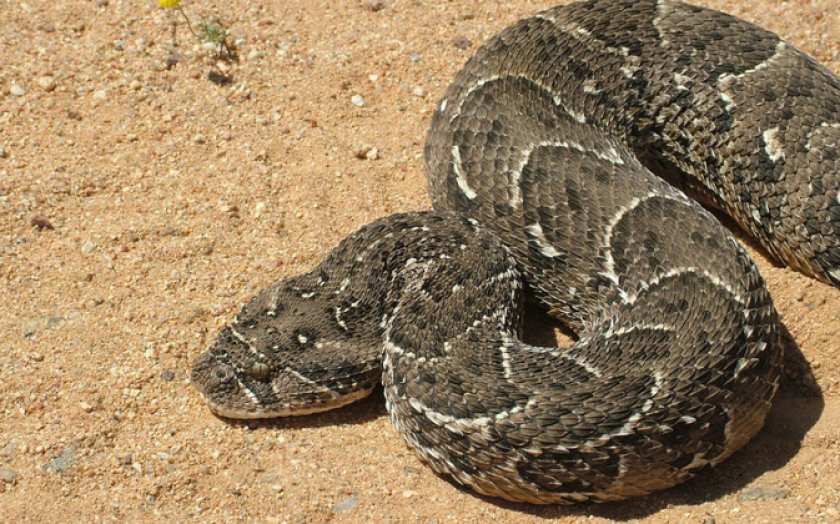 Шумящая гадюка