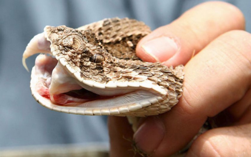 Шумящая гадюка