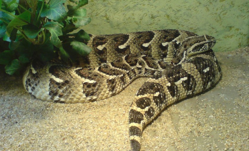 Шумящая гадюка в террариуме