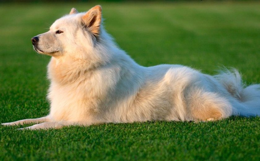 Собака Собака