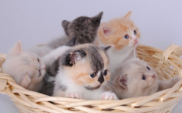 Выбор котенка Выбор котенка