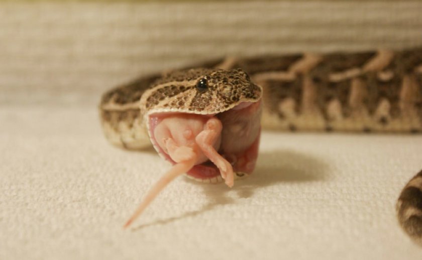 Шумящая гадюка