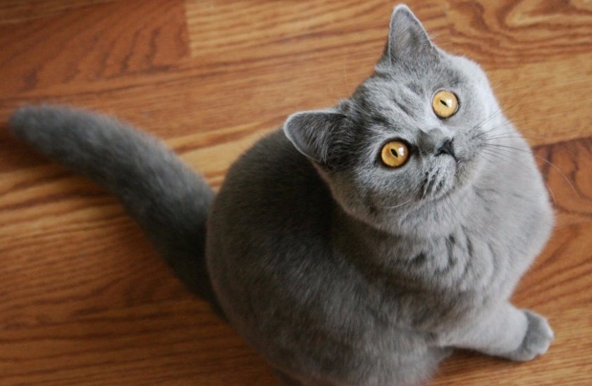 Британская порода кошек