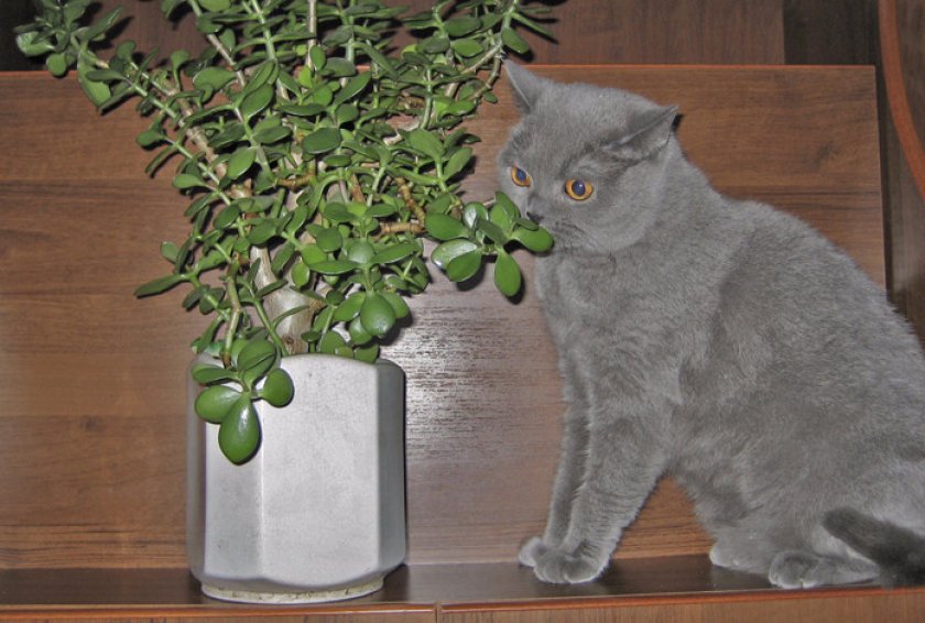 Кошка и комнатные растения