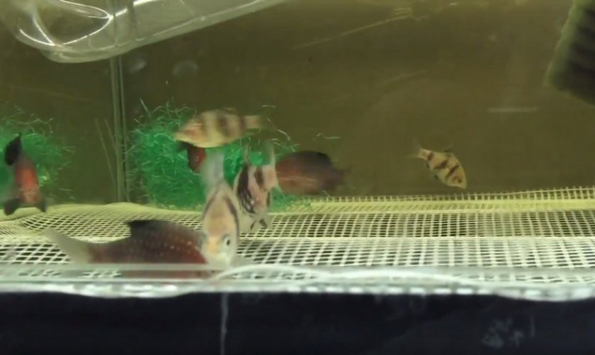 Разведение чёрного барбуса