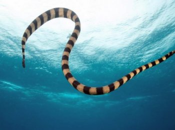 Морские змеи: какие самые ядовитые?