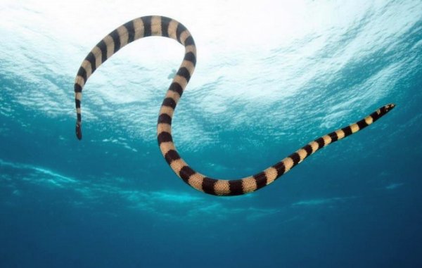 Змея В Море Фото