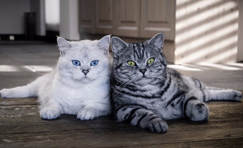 Британские кошки