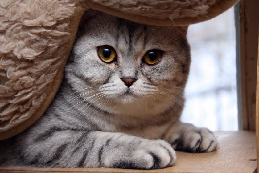 Кошка в доме