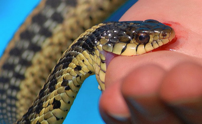 Змея кусает