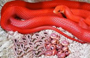 Змея откладывает яйца через рот, как рожают гадюки, видео