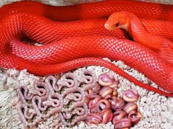 Какими способами змеи рожают своё потомство?