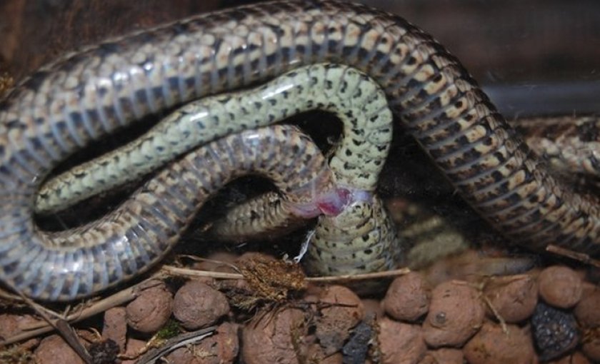 Как рожают змеи: фото и описание, видео