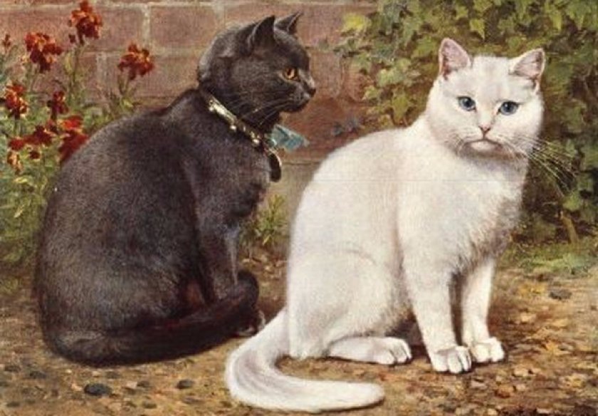 История британской кошки