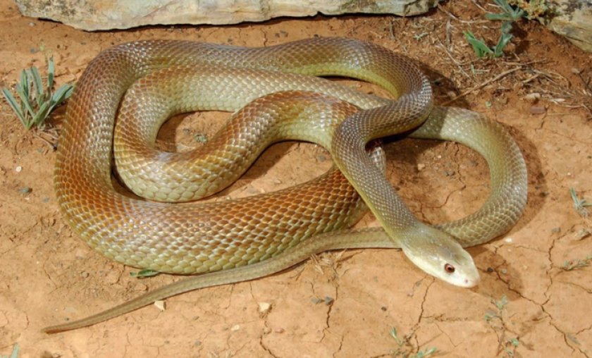 Тайпан змея Тайпан змея