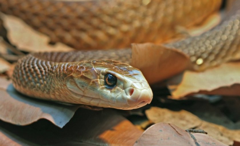 Змея тайпан Змея тайпан