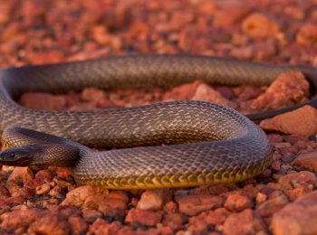 Самая ядовитая сухопутная змея в мире — тайпан