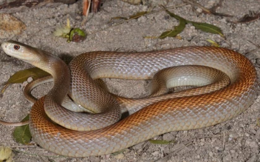 Змея тайпан Маккоя Змея тайпан Маккоя