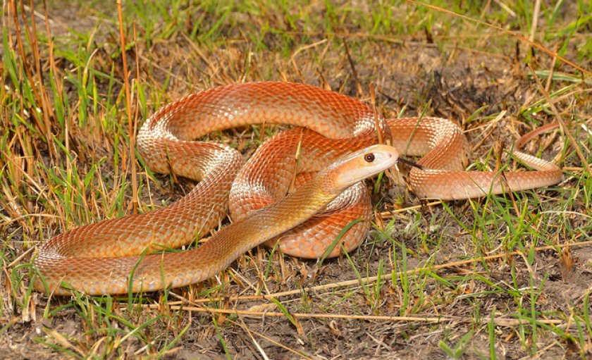 Тайпан Маккоя Тайпан Маккоя