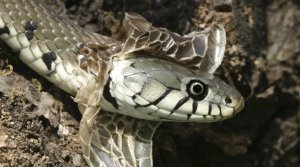 Змея сбрасывает кожу