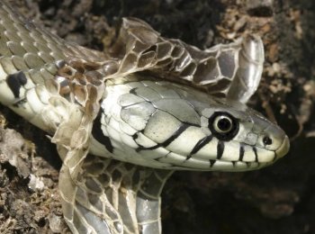Почему змеи сбрасывают кожу, как и когда они это делают