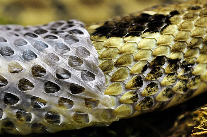 Шелушение в змеи