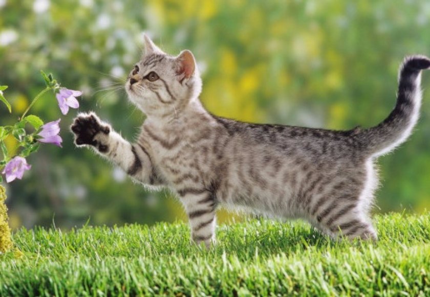 Кошка на прогулке