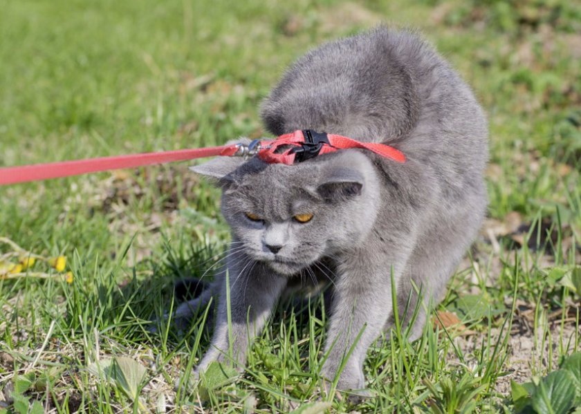 Британец на прогулке