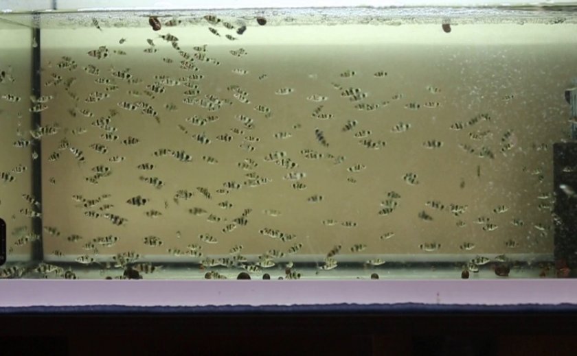 Мальки барбусов