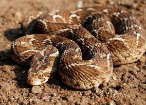 Песчаная эфа