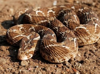 Песчаная эфа: как выглядит, где встречается, опасна ли змея