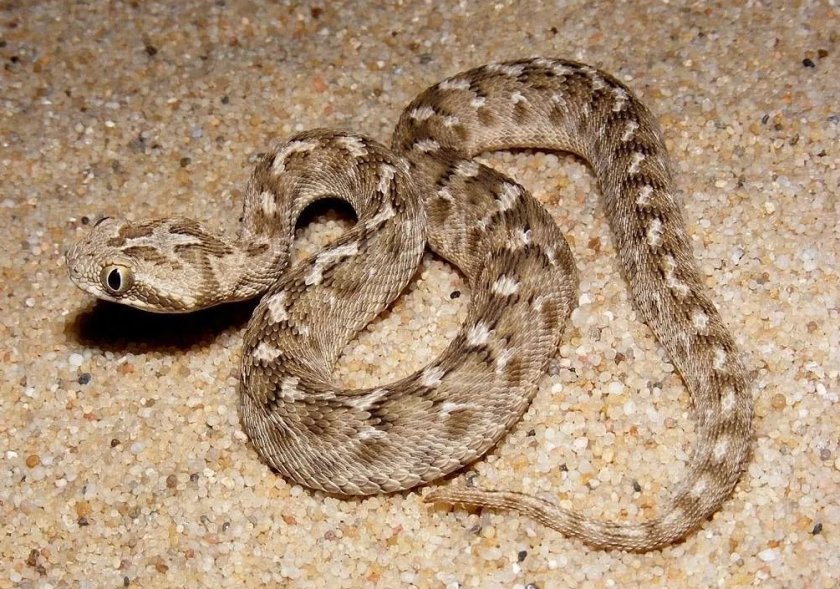 Песчаная эфа