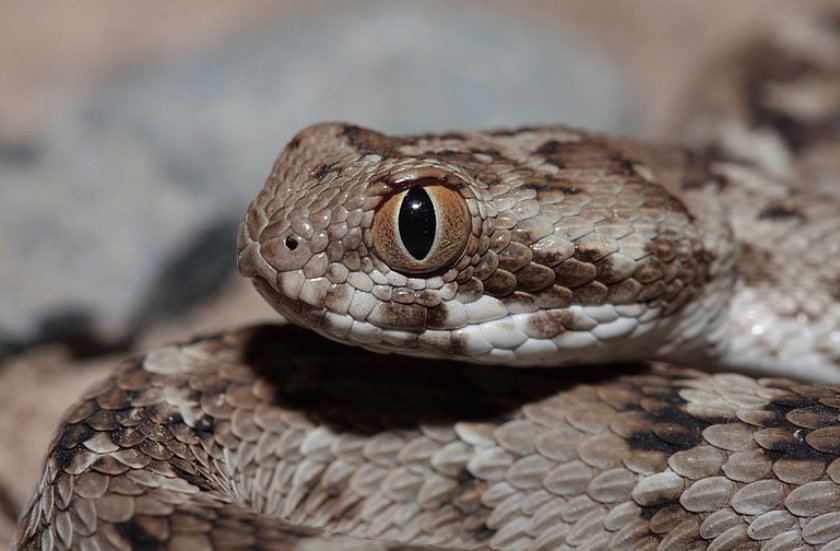 Песчаная эфа