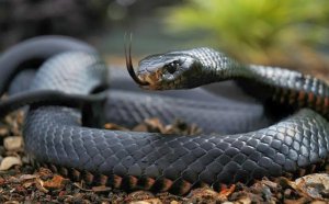 Змеи Австралии фото с названиями – коричневый король