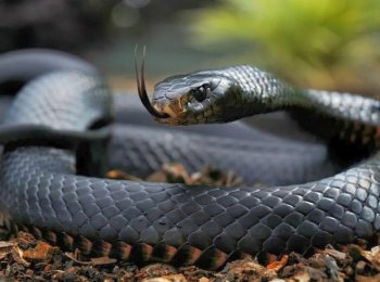 Какие змеи самые ядовитые в Австралии