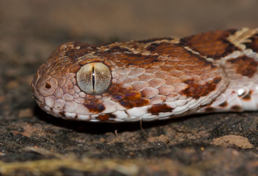 Песчаная эфа